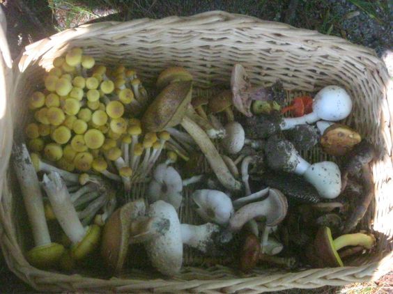 a basket filled with lots of different types of mushrooms