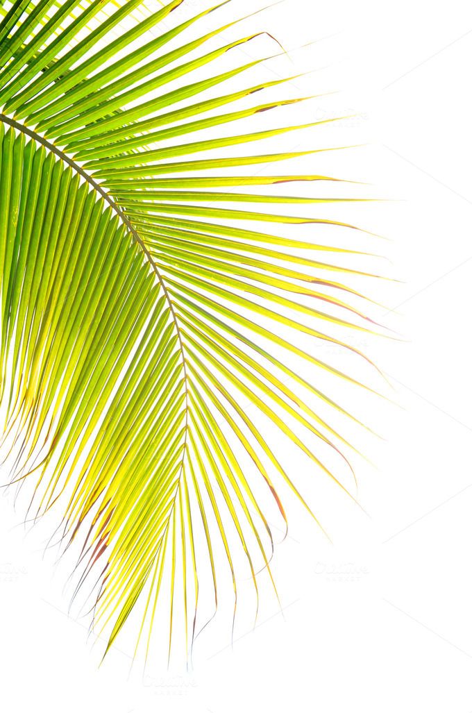 green palm leaves against a white background