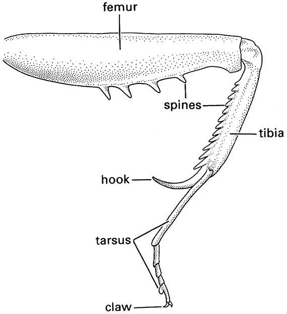 an animal's body and parts labeled in black and white