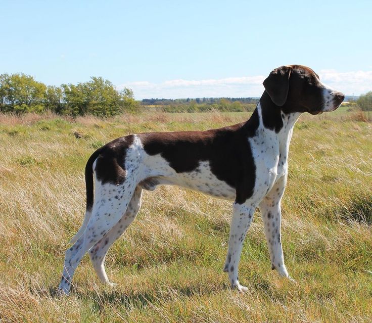 a brown and white dog standing on top of a grass covered field