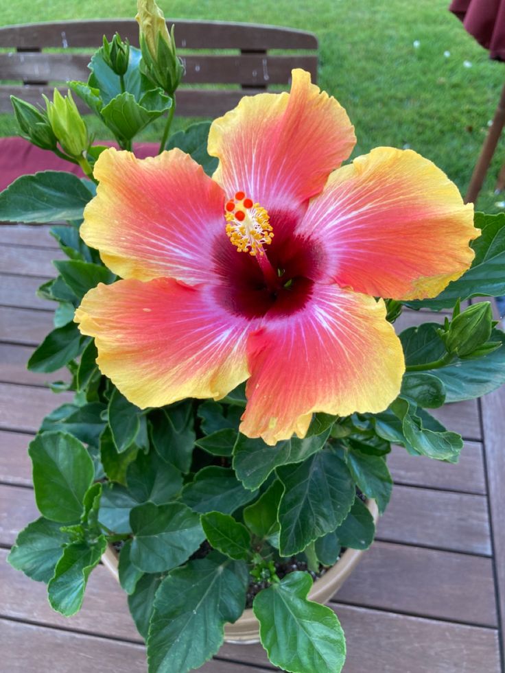 a large orange and yellow flower sitting on top of a wooden table next to a green leafy plant