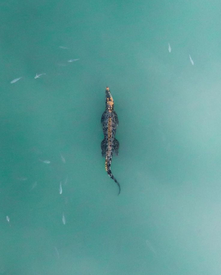 an aerial view of a group of fish in the water