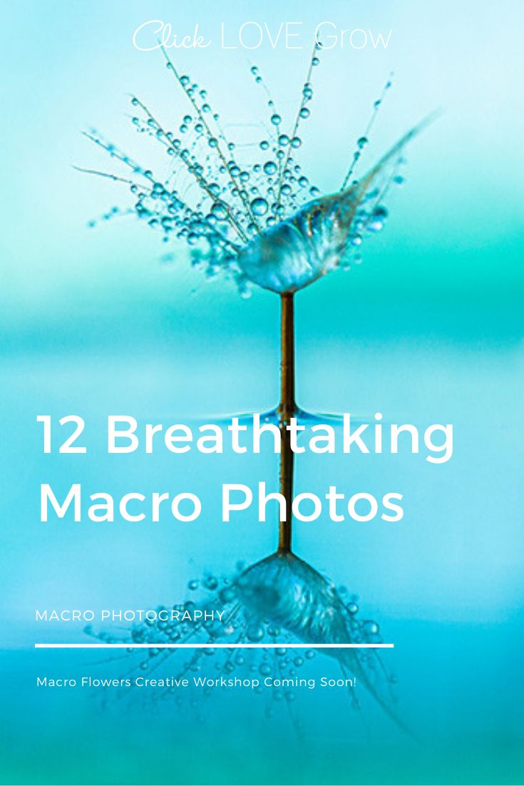 the cover of 12 breathtaking macro photos