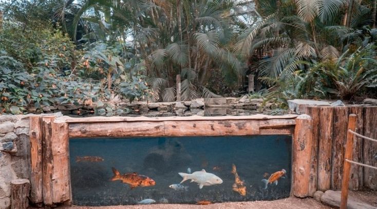 an aquarium with several fish in it and trees around the perimeter, including palm trees