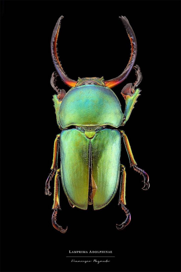 a green beetle with long horns on it's back