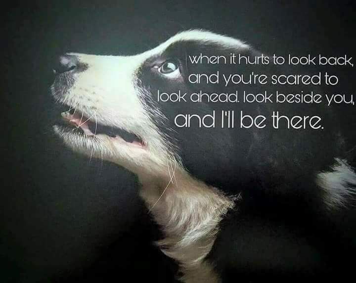 a black and white dog looking up at the sky with a quote written on it