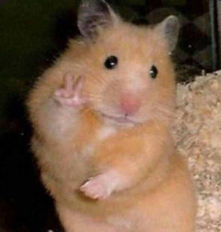 a brown hamster sitting on top of a pile of hay