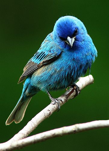 a blue bird sitting on top of a tree branch