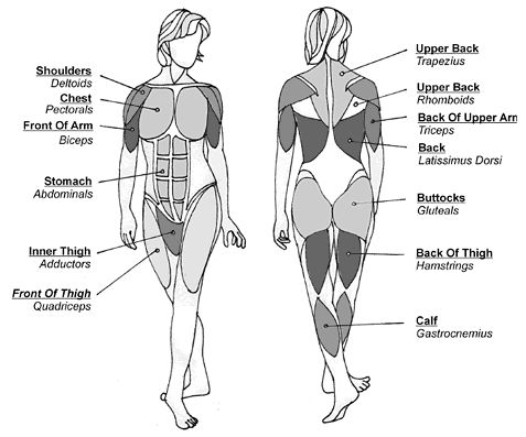 an image of a woman's body with muscles labeled in the upper half and lower half