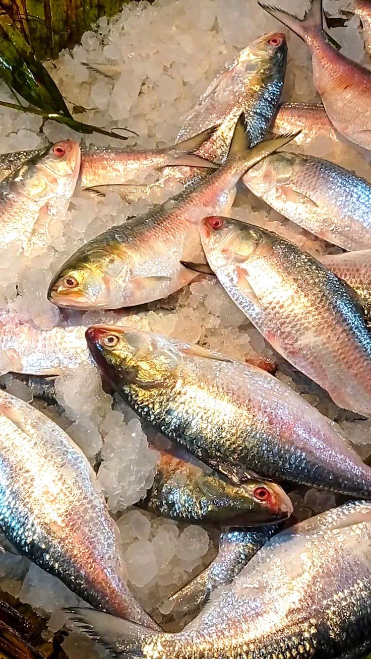 several fish are on ice in a bucket