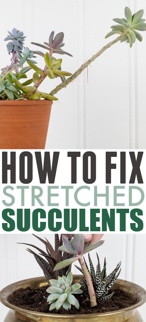 how to fix stretched succulents