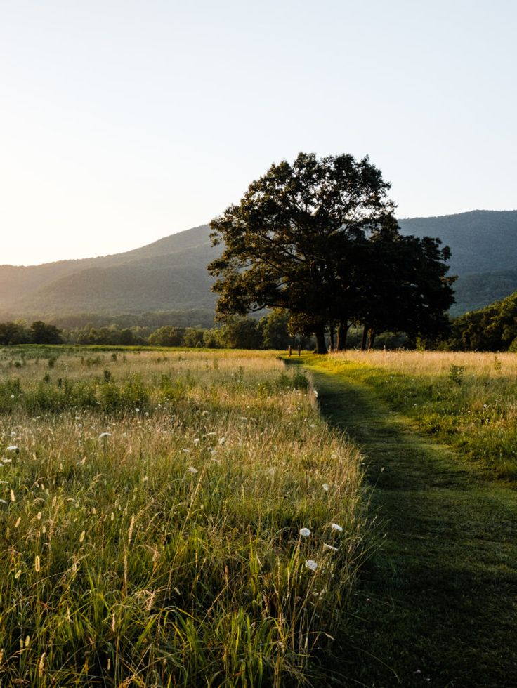 the sun is shining on a grassy field with trees and mountains in the background at sunset