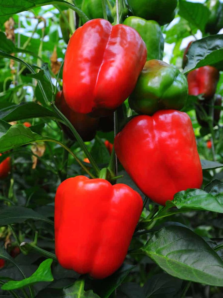 Best Edible Plants: Fresh Bell Peppers Straight From Your Garden Growing Green Peppers, Bell Pepper Plant, Growing Bell Peppers, Flower Fertilizer, Growing Peppers, Growing Greens, Sweet Peppers, Pepper Plants, Garden Veggies