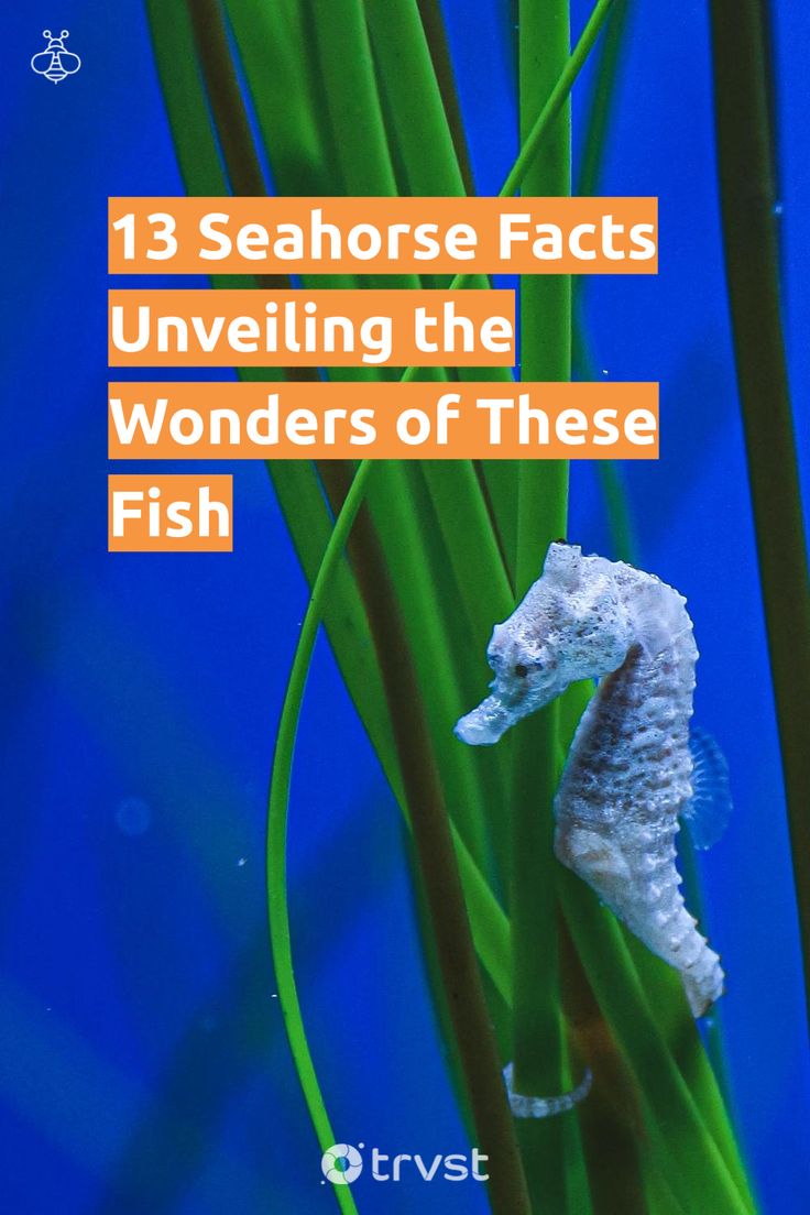 a sea horse is standing on top of some green plants with the words, 13 seahorse fact unveiling the wonders of these fish