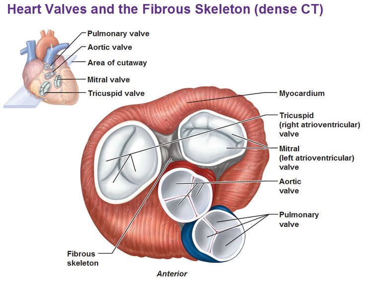 the heart valves and the fibrous skeleton dense circulators are labeled