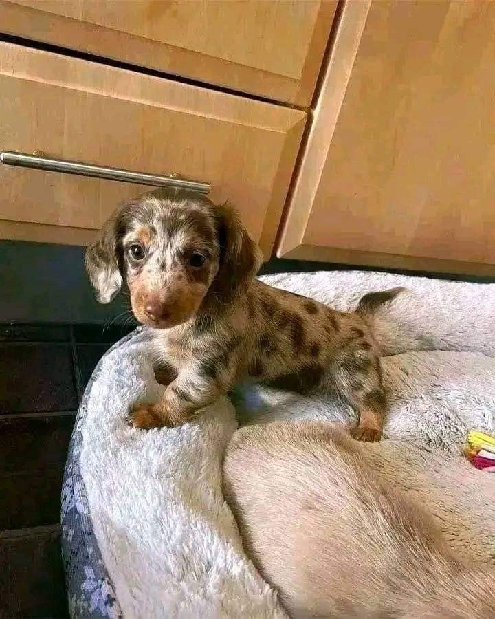 a small brown and black dog laying on top of a white bed next to wooden cabinets