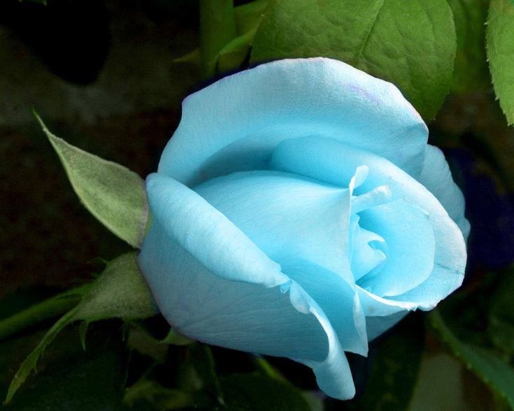 a blue rose that is blooming in the middle of it's flower stalk