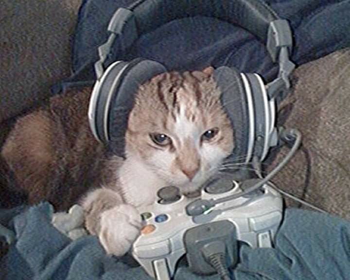 a cat laying on top of a couch next to a video game controller and headphones