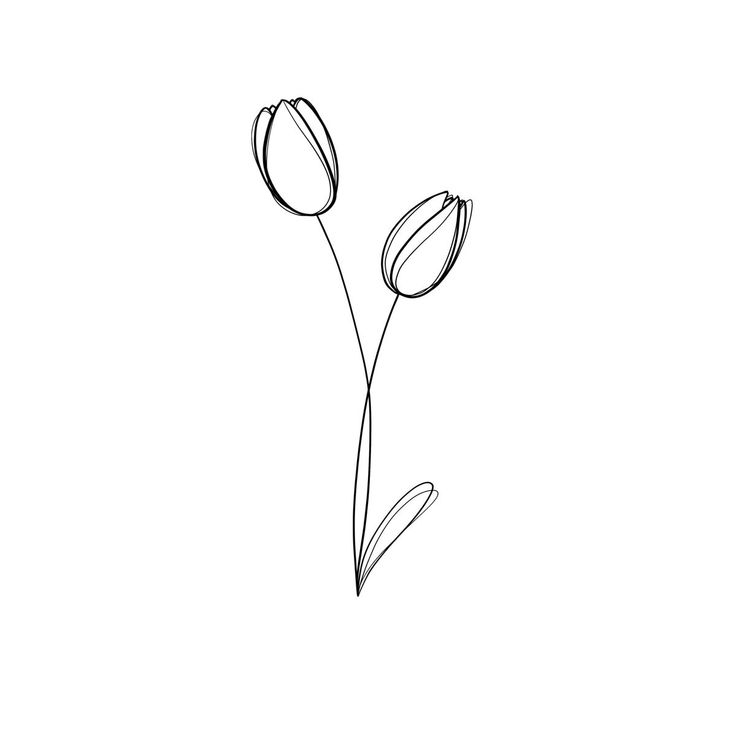 two tulips on a white background are drawn in black and white with one single flower at the bottom