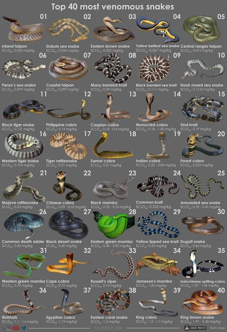 an image of snakes in different colors and sizes, with the names on each side