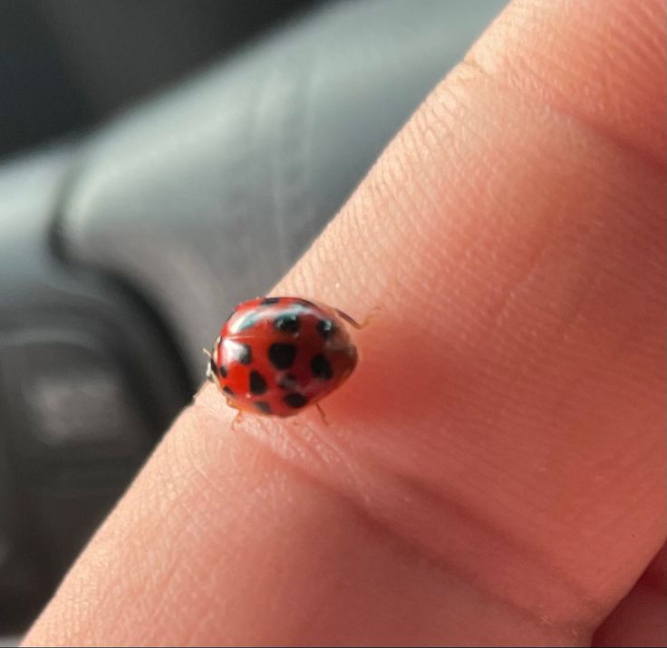 a lady bug sitting on top of a persons finger