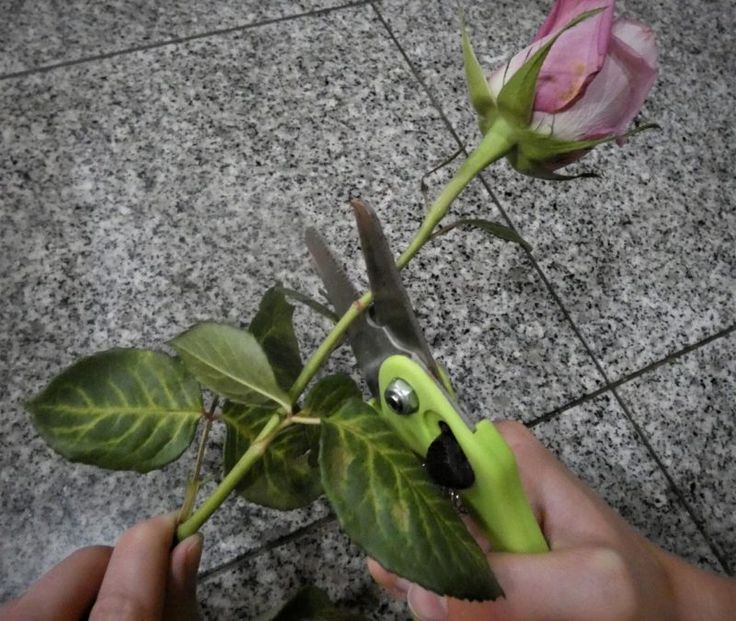 a person holding a flower with scissors in it's hand and another one on the ground