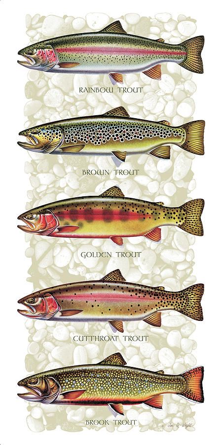 five different types of fish are shown in this image, with the names below them