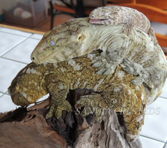 a lizard sitting on top of a tree stump in the middle of a room with tile flooring