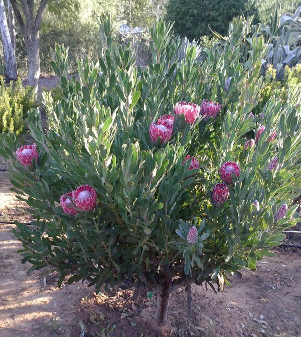 a bush with pink flowers and green leaves in the middle of a dirt area next to trees