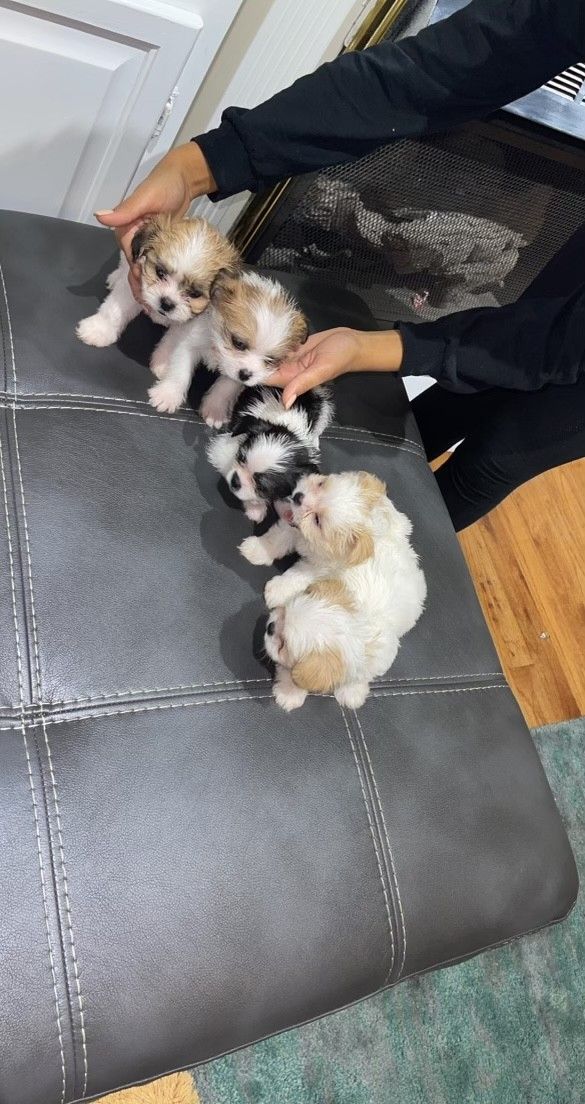 three small puppies sitting on top of a gray leather chair next to a woman