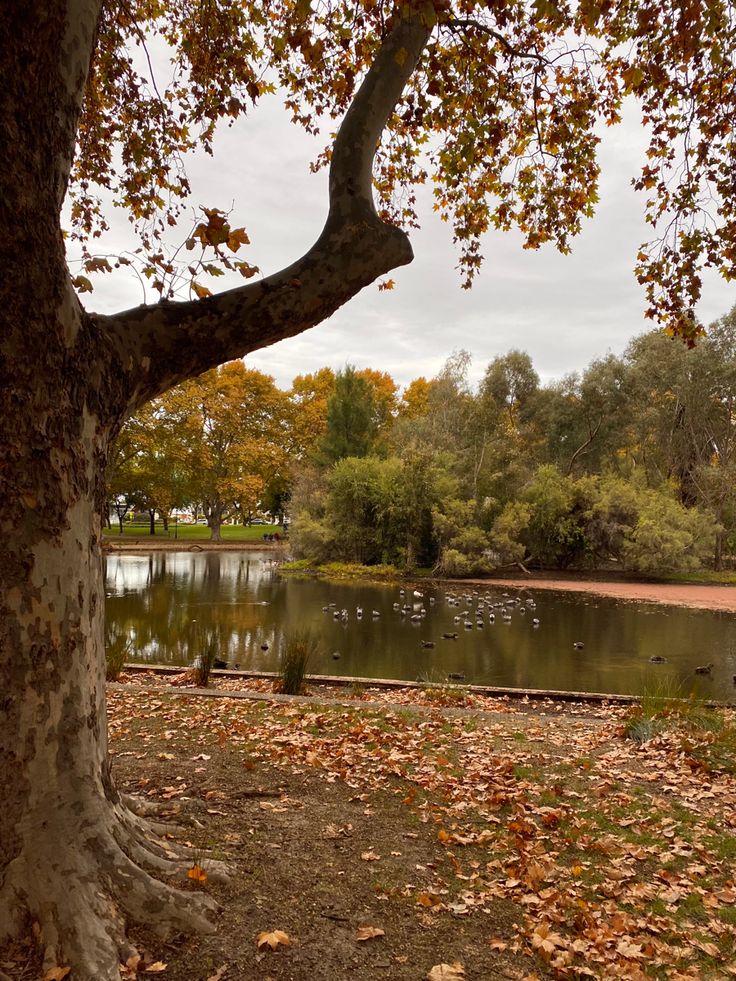 a pond surrounded by trees and leaves with ducks swimming in the water behind it on an overcast day