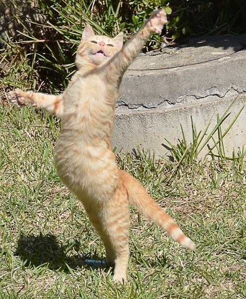 a cat jumping up in the air to catch a frisbee that says mambo