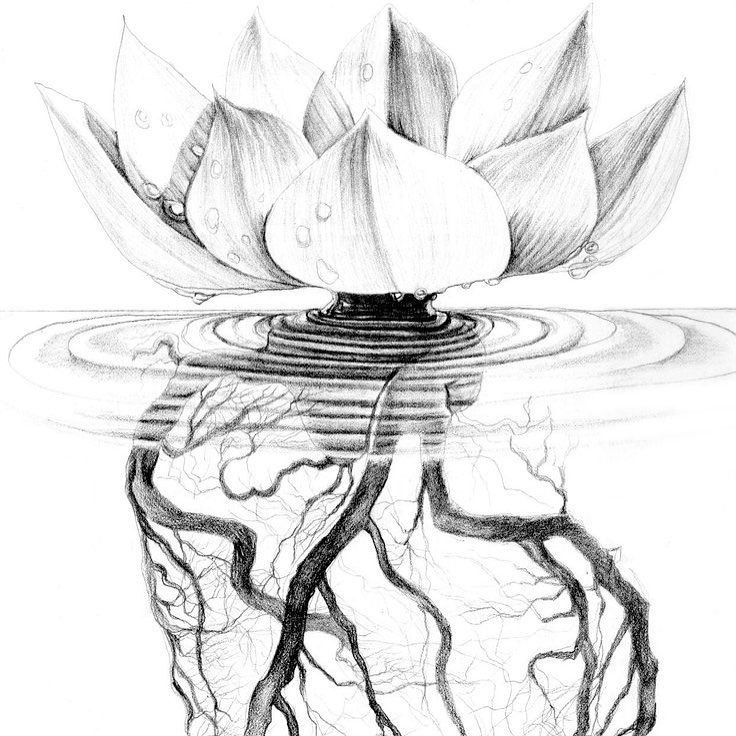 a drawing of a water lily floating on top of a body of water with its reflection in the water