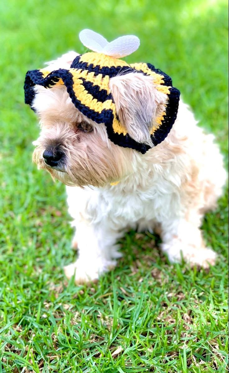 a small white dog wearing a bee hat