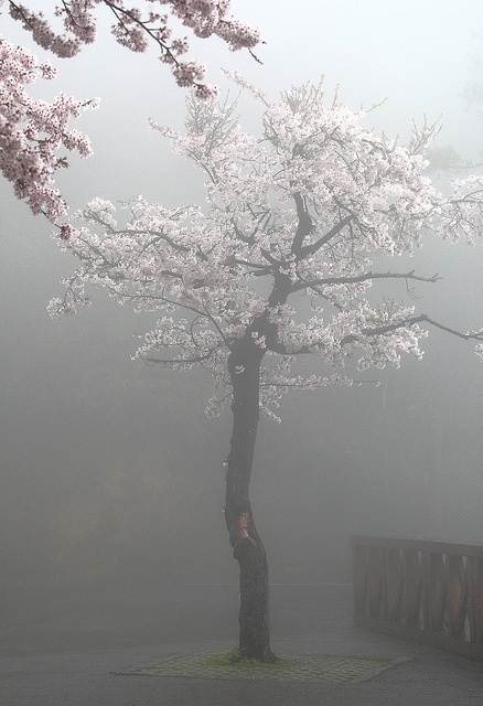 a tree in the middle of a foggy area with pink flowers on it's branches