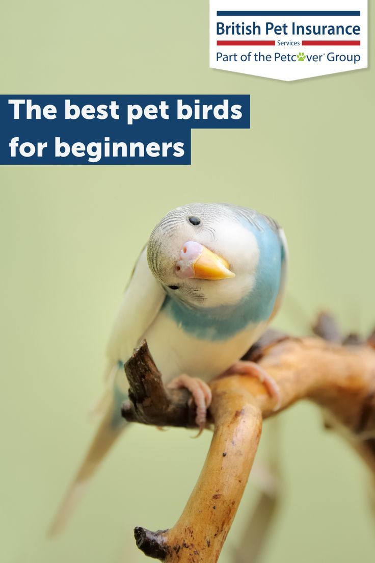 a bird sitting on top of a branch with the words british pet insurance written above it