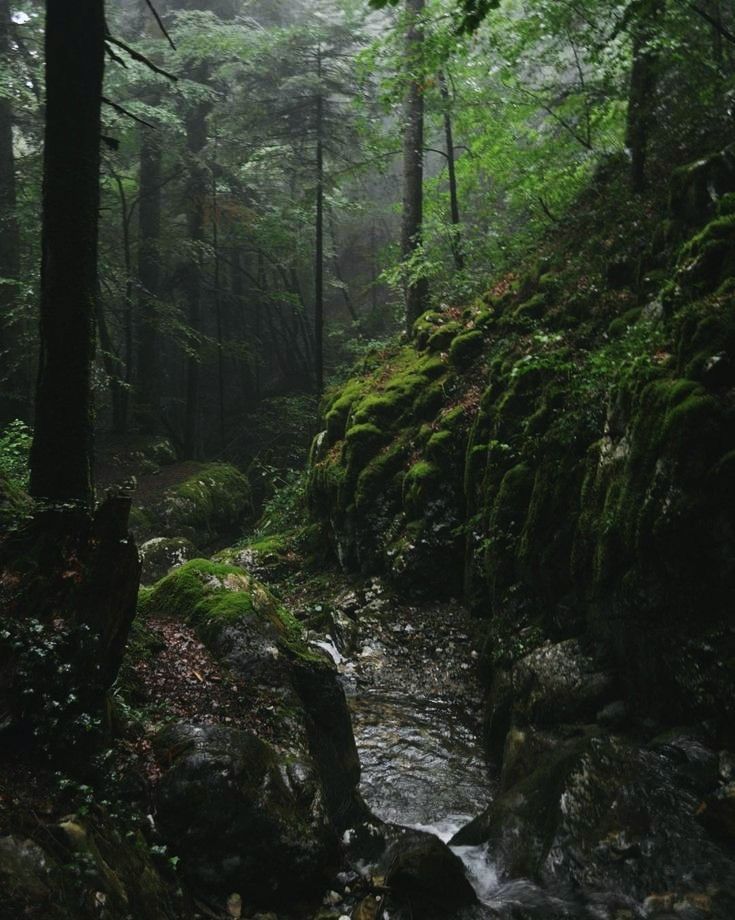 a stream running through a forest filled with lots of green mossy rocks and trees