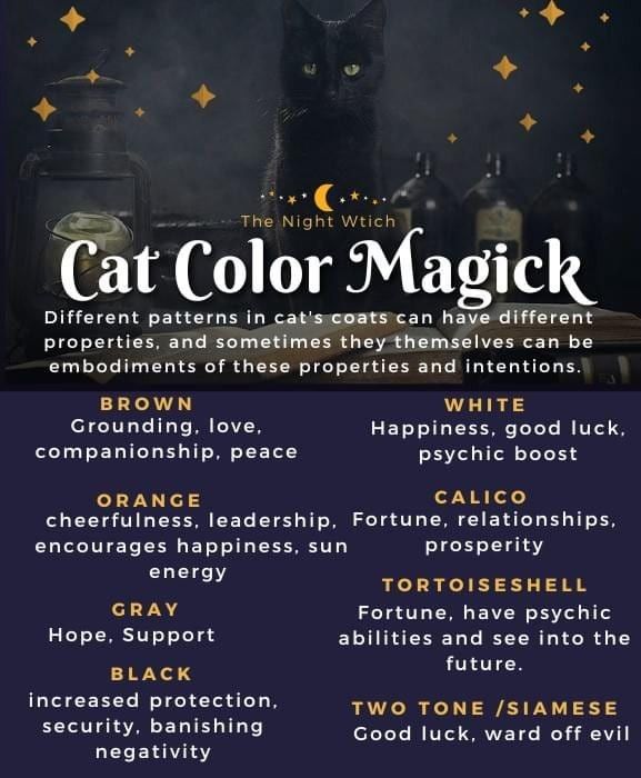 Color Magick, Spirit Animal Meaning, Witch Things, Animal Meanings, Pagan Magic, Cat Spirit, Witches Familiar, Witchy Tips, The Cauldron