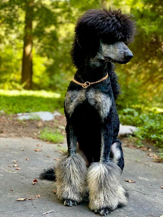 a black poodle sitting on top of a cement ground next to trees and grass