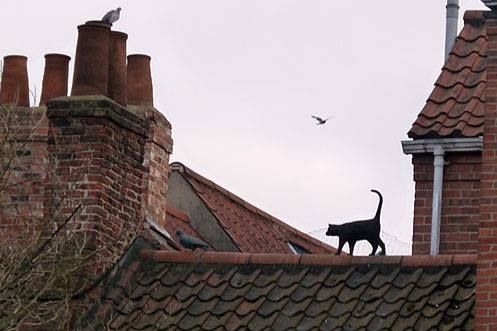 a black cat standing on top of a roof next to some brick buildings and birds