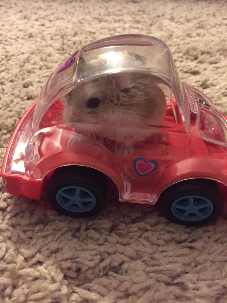 a hamster in a plastic car on the floor with its head out and eyes closed