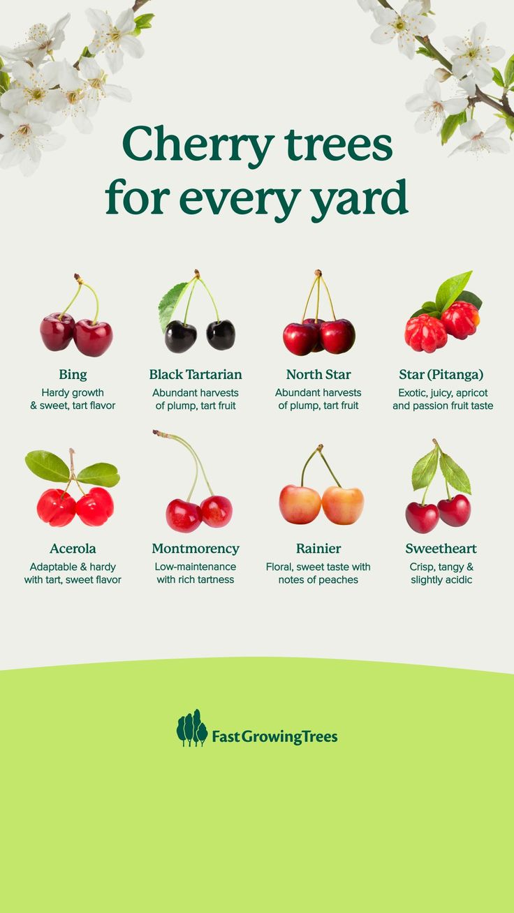 the cherry trees for every yard are shown in green and white, with cherries on each