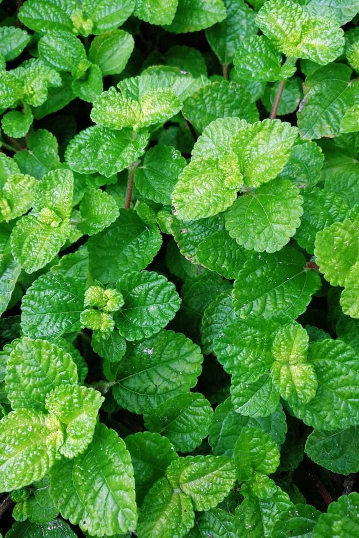 green leaves are growing on the ground