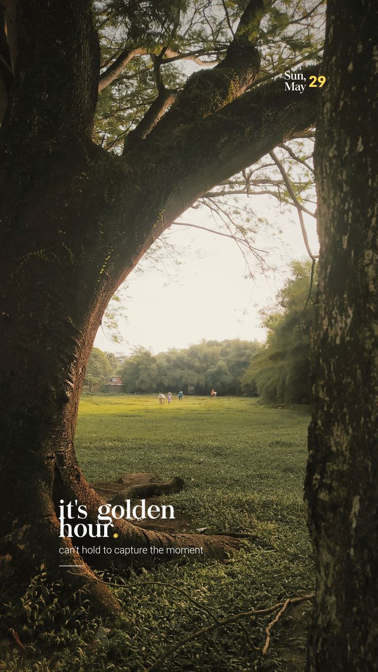 an image of a tree in the middle of a field with grass and trees around it