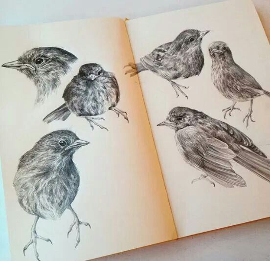 an open book with drawings of birds on it