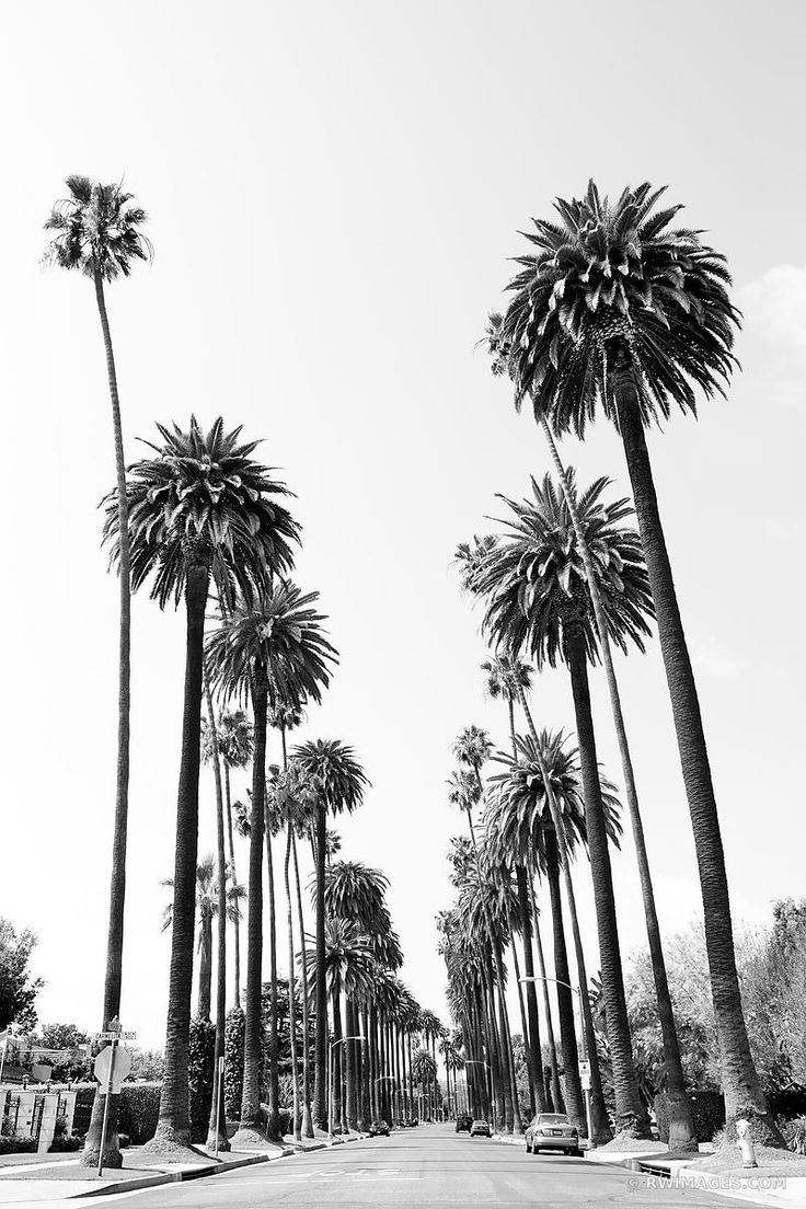 black and white photograph of palm trees lining the street