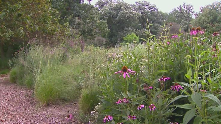 purple flowers in the middle of a dirt path