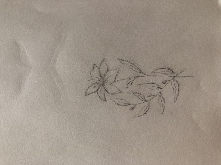 this is a drawing of flowers on paper