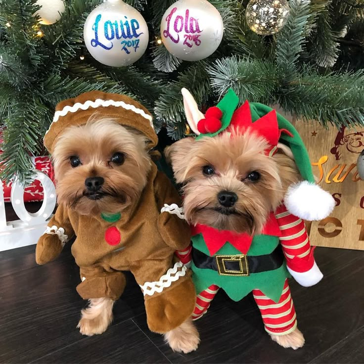 two small dogs dressed up in christmas outfits