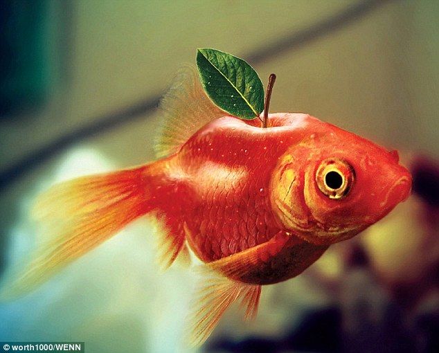 an orange fish with a green leaf on it's head